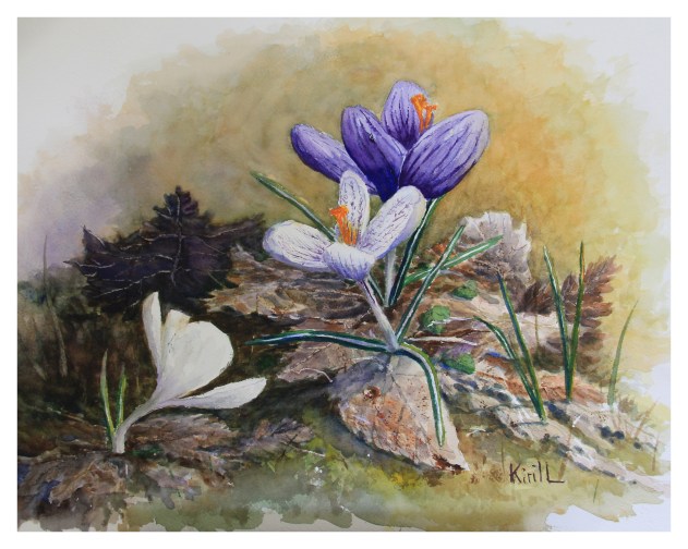 crocus